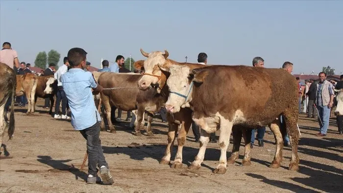 tarim-ve-orman-bakanligi-kurbanliklarin-tasinmasina-iliskin-kurallari-belirledi-1716277635804.jpeg Tarım ve Orman Bakanlığı kurbanlıkların taşınmasına ilişkin kuralları belirledi - 1