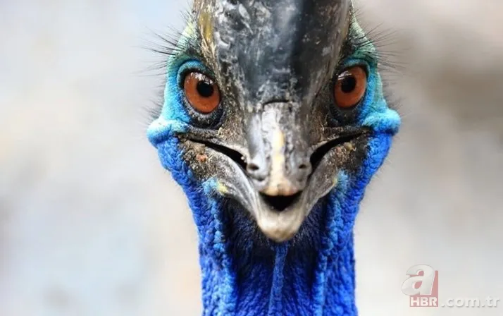 Eve giren firari vahşi hindi ortalığı birbirine kattı! ABD polisinden "özel hindi operasyonu" 24