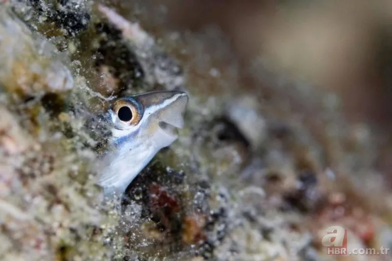 Vahşi yaşamın en komik fotoğrafları 11