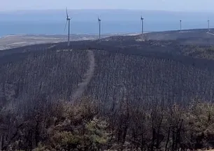 Şarköy'de orman yangınında küle dönen alanın öncesi ve sonrası yürek burktu