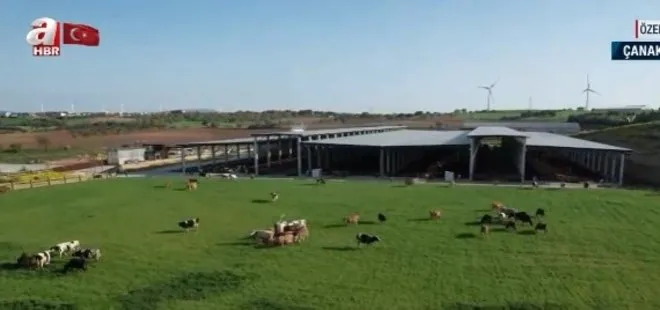 TÜBİTAK onaylı ilk A2 süt üretim tesisi! Bu tesiste hayvan refahı en üst düzeyde