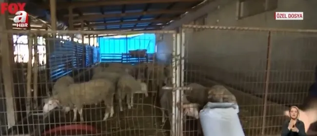 fox-tvnin-sut-hayvanciligi-algisi-curutuldu-sur-ureticileri-fox-tvye-tepki-gosterdi-1653997630517.jpg FOX TV’nin süt hayvancılığı algısı çürütüldü! Sür üreticileri FOX TV’ye tepki gösterdi - 3