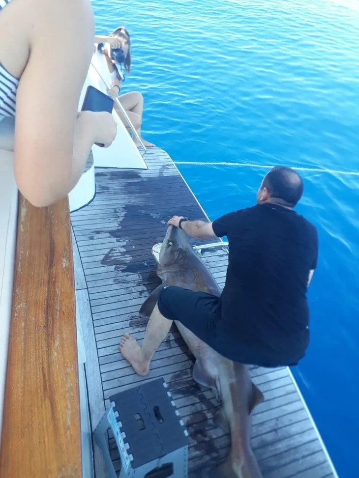 Antalya’da turistlerin köpek balığı şaşkınlığı