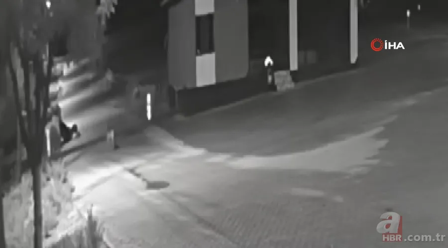 Kurt sürüsü sokak ortasında saldırıp paramparça etti! İşte korkunç anlar 19