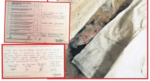 Son dakika | CHP’li İBB’nin sorumsuzluğu belgelendi! Atların ölümünde büyük ihmal