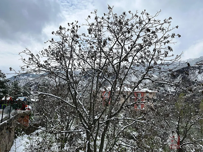 Şehir şehir zarar gören ürünler listesi: Fındık, Ceviz, Kiraz... Türkiye'de Zirai Don Haritası ortaya çıktı! 20
