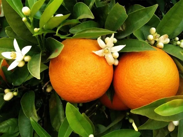 alacati-ot-festivali-etkinlik-programi-20-nisan-alacati-ot-festivali-bitti-mi-ne-zaman-bitecek-1745140644964.jpg A Haber foto arşiv