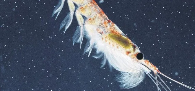 Türk balıkçılardan ’Omega 3’ operasyonu! Kutuplara açılacaklar