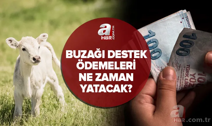 Yetiştiricilere müjde! Buzağı desteği yattı mı? 2021 1. dönem buzağı destekleri ne kadar, ne zaman yatacak? 1