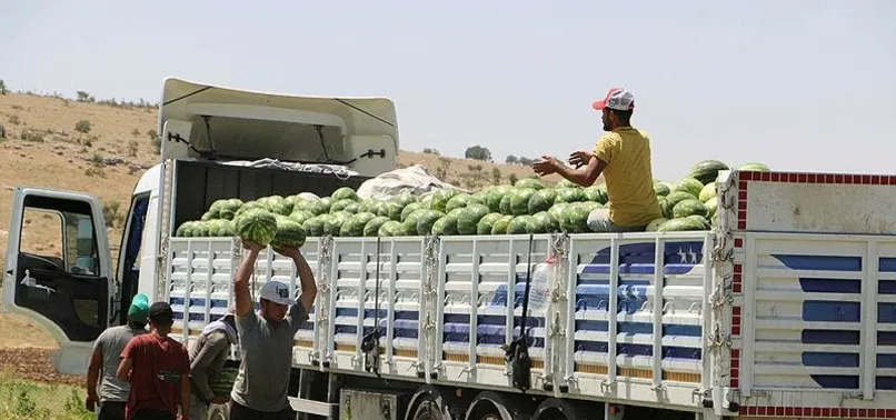 Diyarbakır'da hasat başladı! Karpuzda rekor beklenti