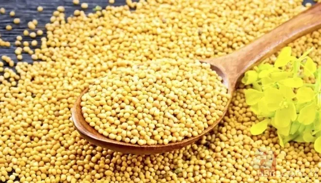 İbn-i Sina'nın 'şifa kaynağı' dediği baharat! Unutkanlığa savaş açıyor! Hafızayı güçlendirmek için aç karnına... 11