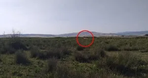 Çorum Valisi ’aslan’ iddalarına nokta koydu