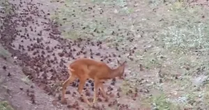 Çankırı’da yaban hayatı kamerada