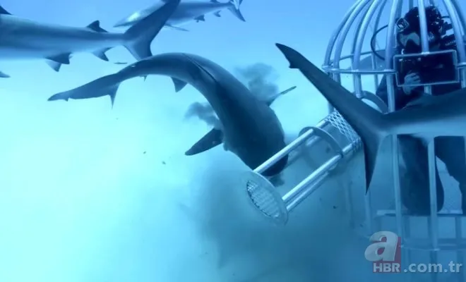 Sosyal medyayı sallayan köpek balığı deneyi yürekleri ağızlara getirdi! Okyanusa kan döküp bekledi ve... 6