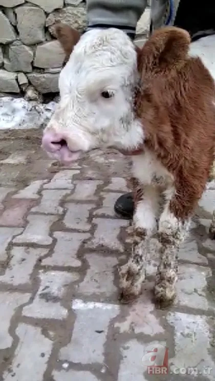 Buzağıyı görenler gözlerine inanamadı! Burun delikleri ağız boşluğuna...