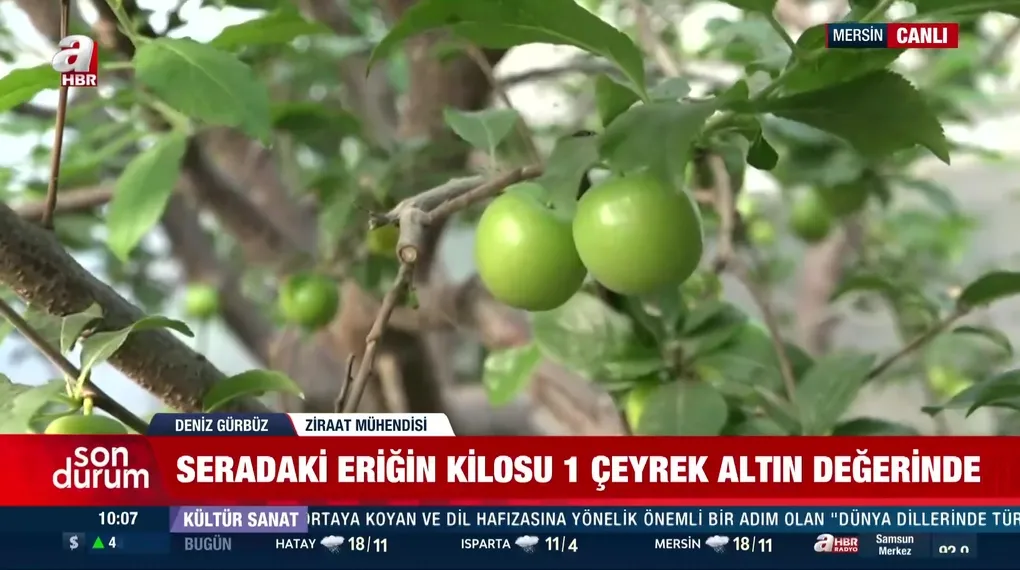 Eriğin bir kilosu çeyrek altın değerinde!