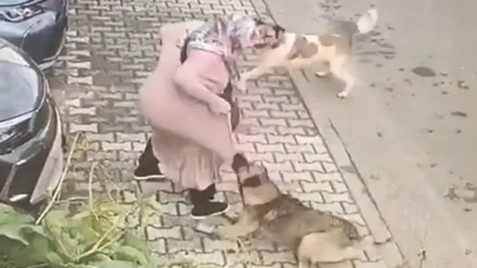 Maltepe'de siteyi köpekler bastı! Yaşlı kadına saldırdılar | O anlar kamerada