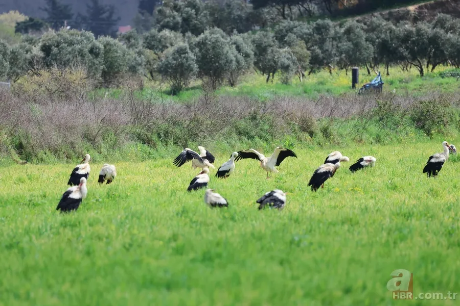 Göç yolculuğuna çıkan leylekler görsel şölen yaşattı 1