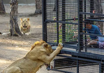 Buna kim izin verdi! Aslan safarisine büyük tepki