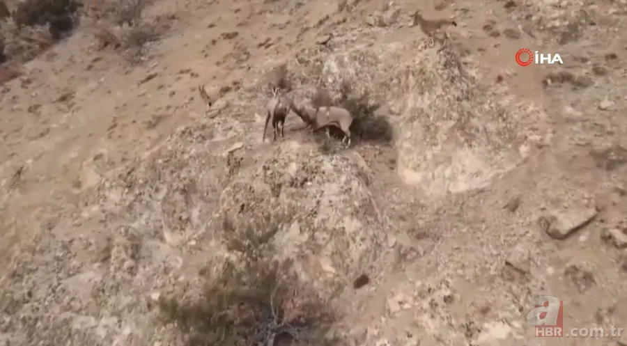 O ilimizde sürü halinde ortaya çıktılar! Karlı dağları aşarak… 14