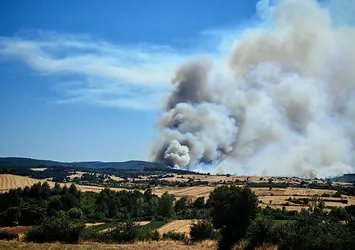 Edirne Keşan'da orman yangını!