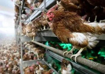 ABD'de kuş gribi alarmı! Çiftliklerde yayılıyor