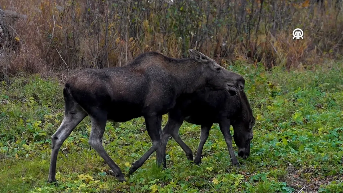 Geyik ailesi şehirde görüntülendi