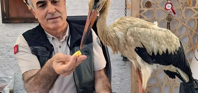 Yangından kaçan yaralı leylek, Anamur’da koruma altına alındı