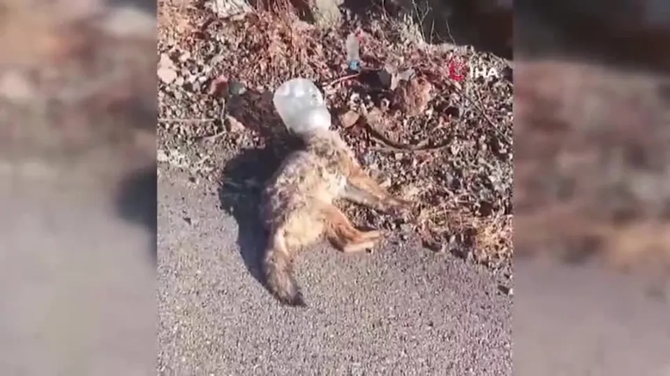 Kafasını soktuğu kap sonu oldu