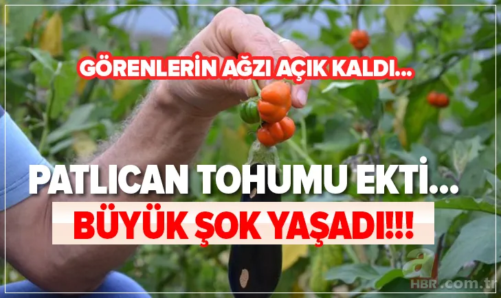 Patlıcan tohumu ekti hayatının şokunu yaşadı! Görenlerin ağzı açık kaldı... 1
