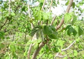 Giresun'da fındıkta yalancı meyve endişesi