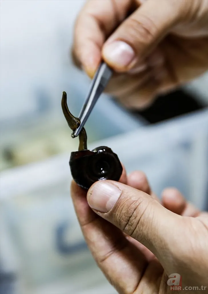 Sülüklerin nesli tükenme tehlikesiyle karşı karşıya! Uzmanlar uyardı… 13