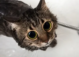 Kedisi olan herkes bilmeli: Veterinerlerden asla yapmayın uyarısı