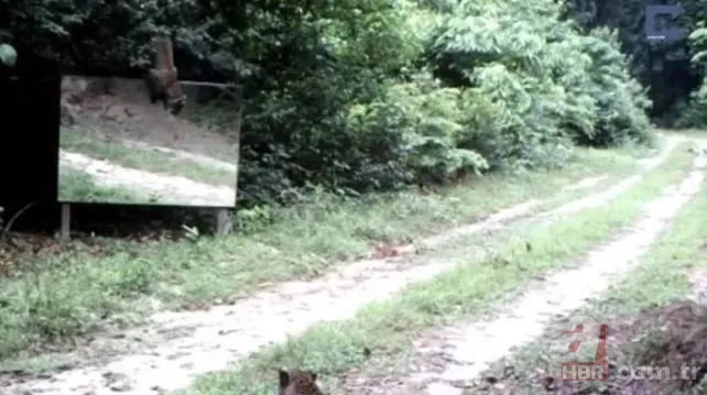 Vahşi doğada daha önce böylesi görülmedi! Goril aynada kendisini görünce saldırmaya başladı 9