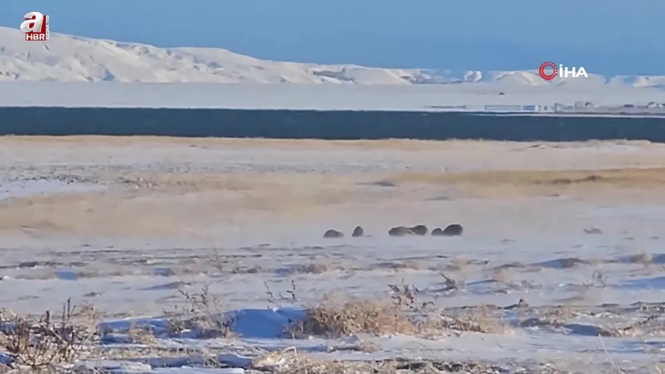 Bitlis Adilcevaz’da domuz sürüleri böyle görüntülendi