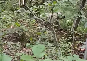 Rize'de görülen beyaz ayının sırrı çözüldü! Kutup ayısı zanneden bile vardı