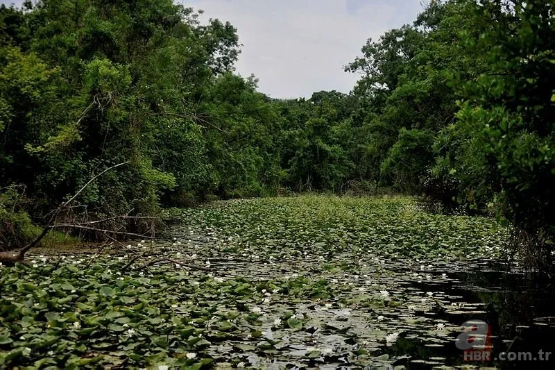 Bu zeka testi sosyal medyayı sallıyor! Detayları fark etmekte ne kadar dikkatlisiniz? 6