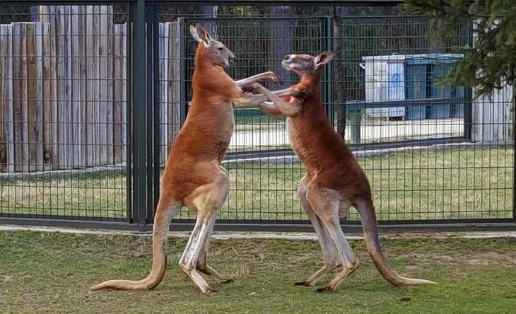 Kanguruların boks maçı kamerada