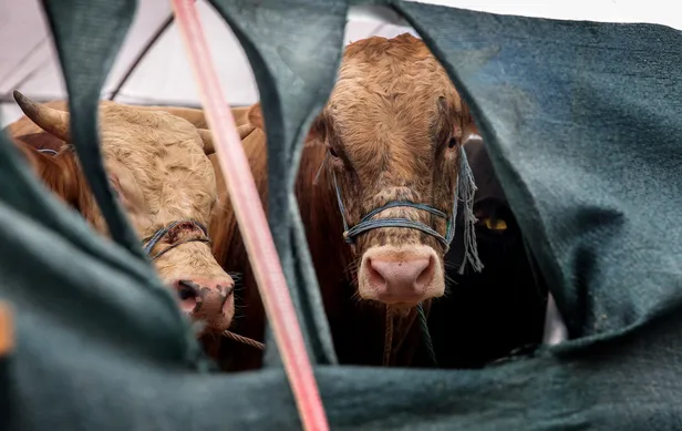 Kurban Bayramı ne zaman, hangi ay? 2021 Kurban Bayramı tatili kaç gün olacak? Diyanet dini günler takvimi...