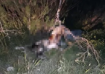 Ankara’da kan donduran vahşet! 17 köpek ağaca asılmış halde bulundu