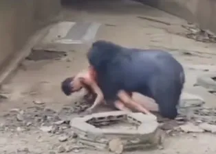 Kafese giren adam ayıya yem oldu! Kan donduran görüntüler...