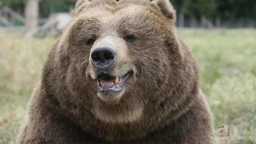 Kişilik Testi: İlk gördüğünüz şey ruhsal yorgunluğunuzu açığa çıkarıyor! 2