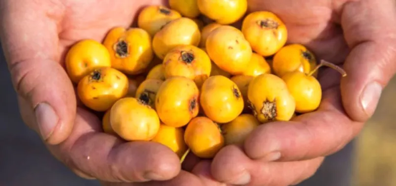 Alıçın inanılmaz faydaları! Metabolizmayı hızlandırıp, hızlıca yağ yaktırıyor...