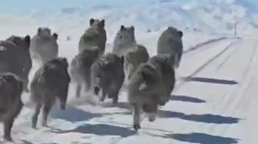 Başkale'de domuz sürüsü görüntülendi