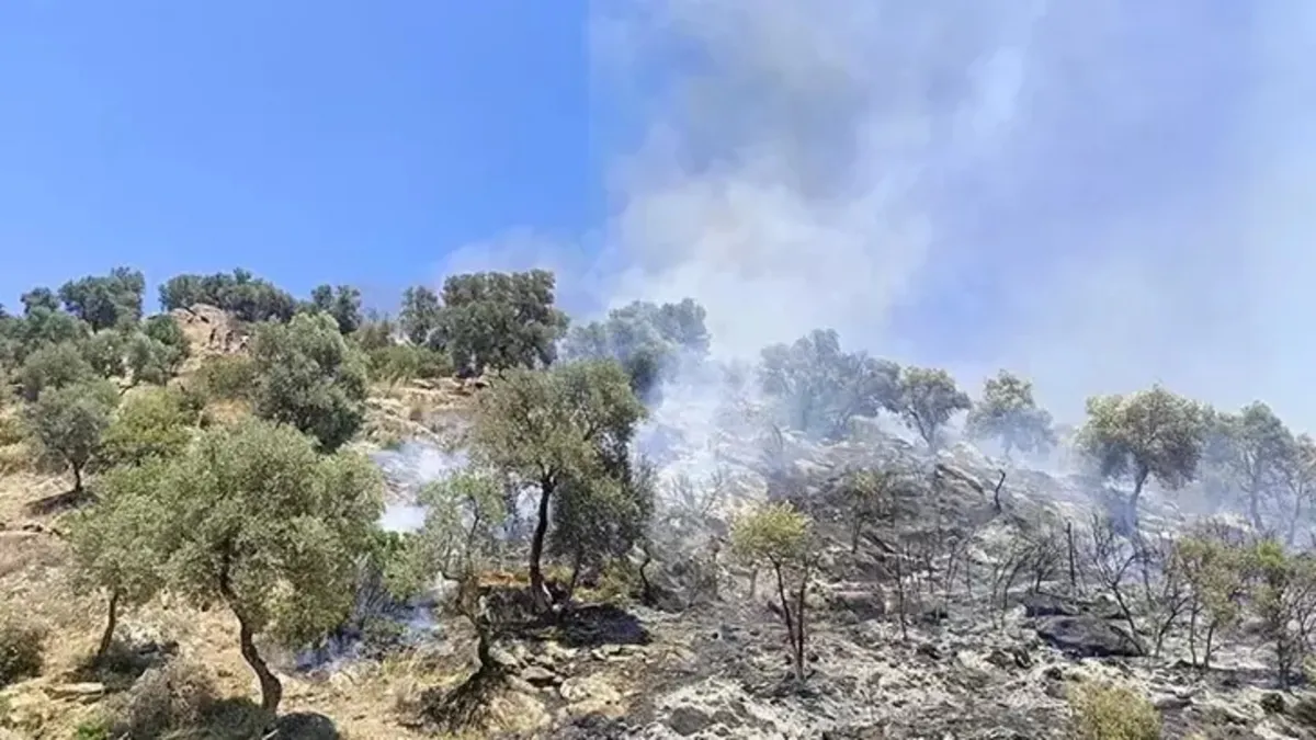 Zeytinlikte çıkan yangın hızlı müdahale ile söndürüldü