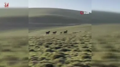 Yılkı atları doğada böyle dans etti