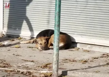 Diyarbakır'da başıboş sokak köpeği dehşeti