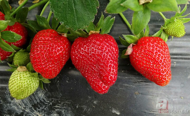 Çileği sirkeli suya batırdığınızda sonuca inanamayacaksınız! 2