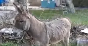 Yolda yürüyen kadını eşek ısırdı! Hastanelik oldu