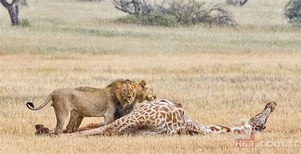 Zürafa aslanlara yem olmaktan kurtulamadı! Vahşi doğanın acımasız yüzü 9